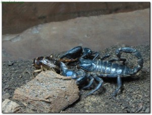 scorpions16