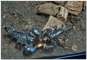 scorpions17